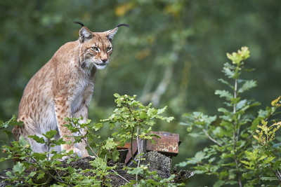 欧洲山猫林克斯