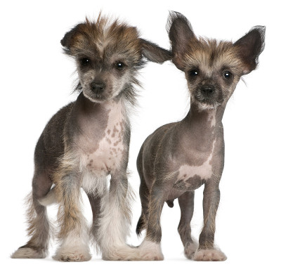 中国冠毛犬幼犬，2个月大，站立