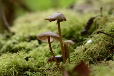 苔藓中的蘑菇
