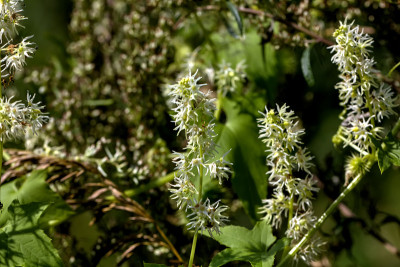 Echinocystis。野花。