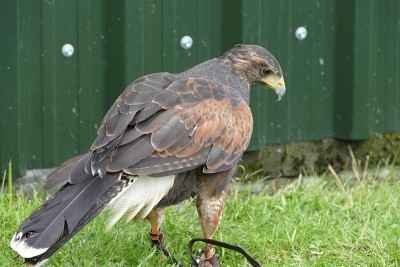 Steinadler,金鹰