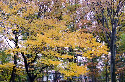 枫叶缤纷的秋天季节