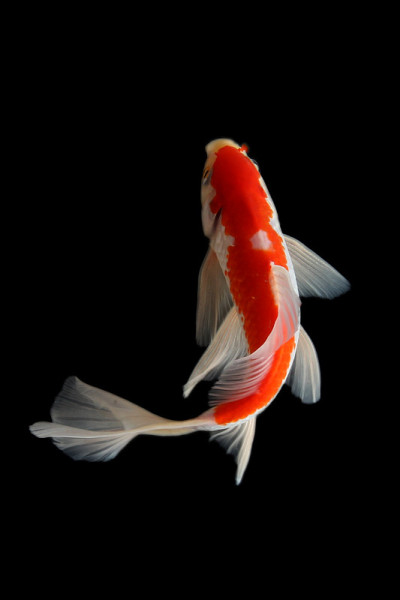 蝴蝶锦鲤鱼