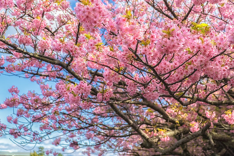 美丽的河津樱花盛开，日本首次绽放