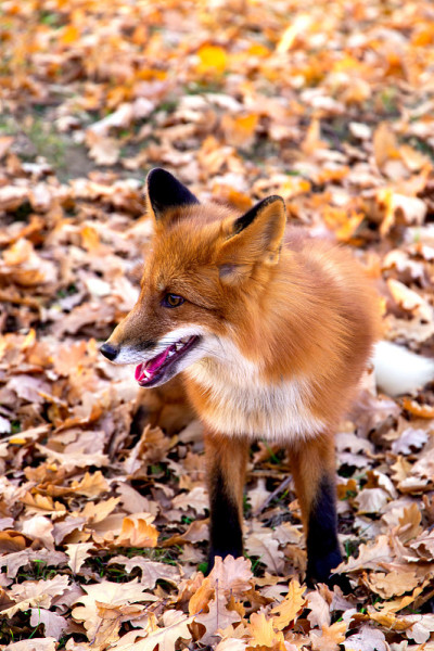 赤狐(Vulpes Vulpes)在秋季森林中出没