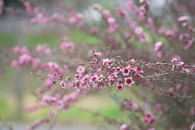 Leptospermum scoparium
