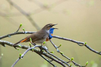 蓝喉(Luscinia svecica)的分支