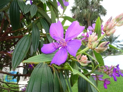 院子里开着热带紫色的花