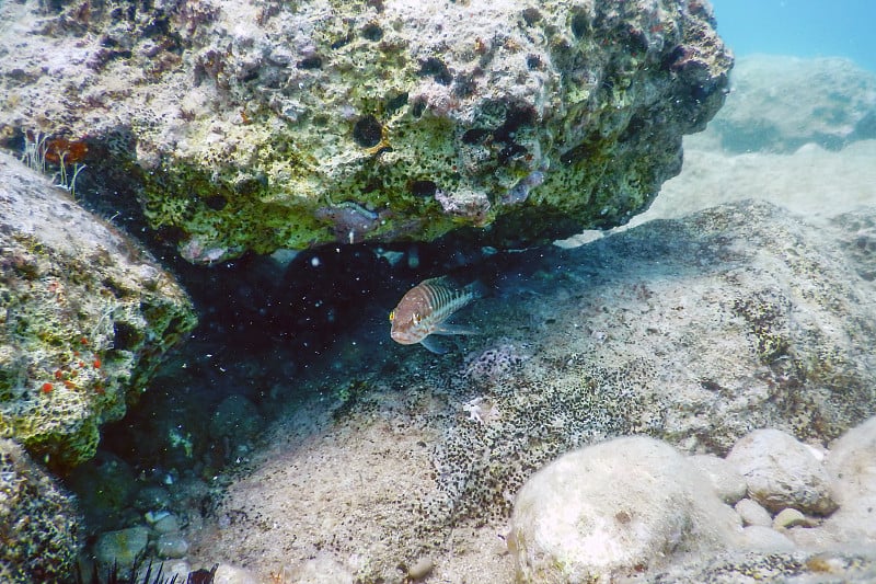 梳鱼(Serranus cabrilla)水下场景，水下生活。