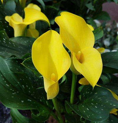 Zantedeschia、黄色花朵