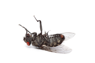 死苍蝇