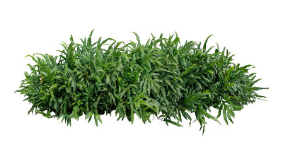 绿叶热带叶面植物灌木疣蕨或黑脉金斑蝶(Phymatosorus scolopendria)园林绿化灌