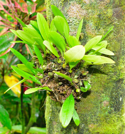 银杉属五分科植物