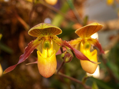 兰花的花