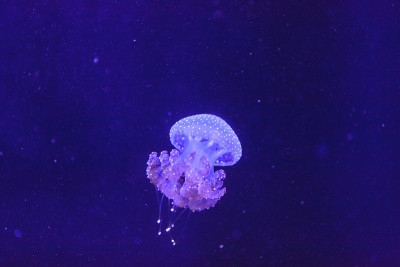 澳洲花斑水母