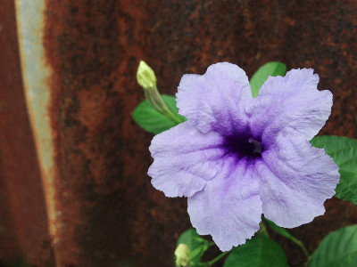 Ruellia花。