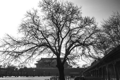 天安门城楼前的树(B&W)