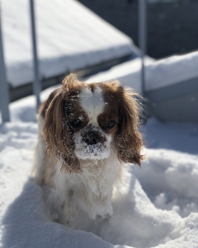 雪地里的小狗
