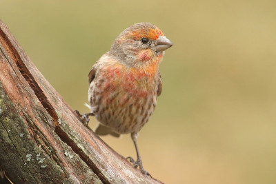 橘色雄家雀(Carpodacus mexicanus)