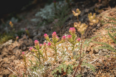 在奥林匹克国家公园夏季生长在奥林匹克山上的山鸮苜蓿(oracorpus imbricatus)