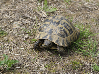 赫尔曼的乌龟，Testudo hermanni