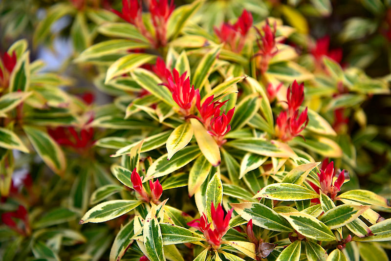 Pieris在英格兰北部的花园里