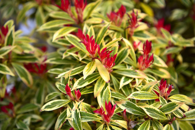 Pieris在英格兰北部的花园里
