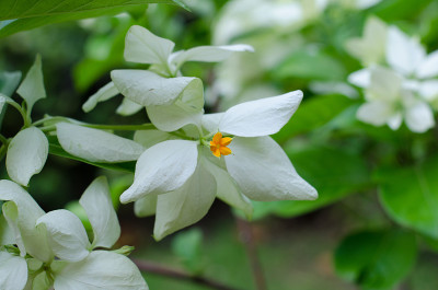 Mussaenda Philippica Garden童贞树，泰国