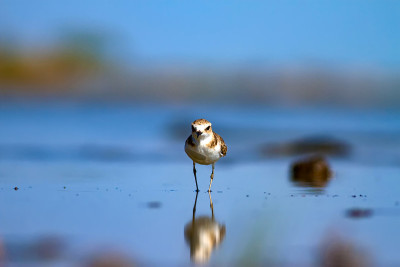 可爱的小水鸟。自然背景。常见的水鸟:肯特鸻。Charadrius alexandrinus。