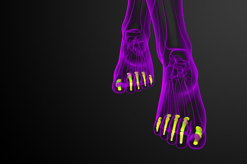 趾骨足的3d渲染医学插图