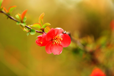 木瓜的花