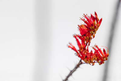 刺花