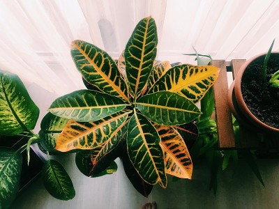 植物