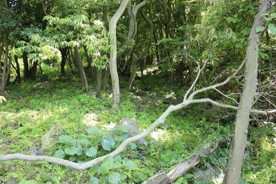 森林，森林，小径，步道，原始森林，