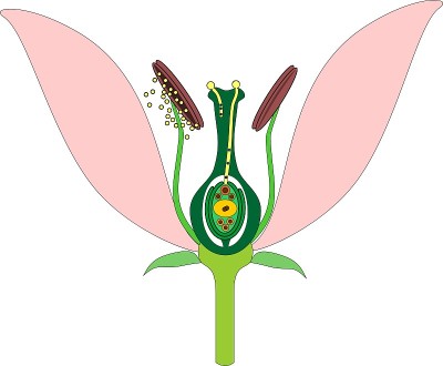 部分花和双受精