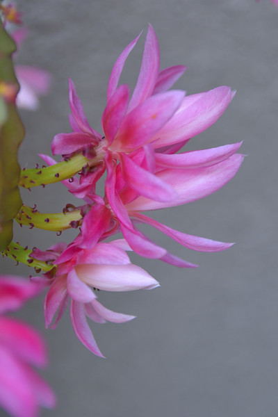 鼠尾仙人掌开花。