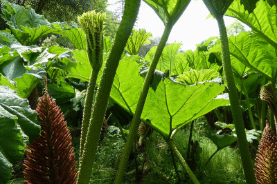 Gunnera manicata - Trebah花园-康沃尔，英格兰，英国