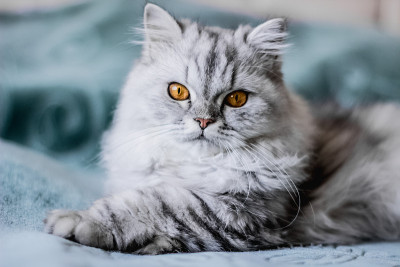 英国的猫