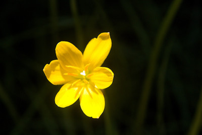 基座黄花