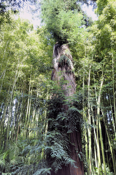 红杉树的小径旁是公园里的竹林