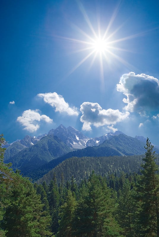 银杉林在高山上