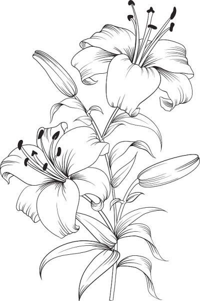 花朵盛开的百合