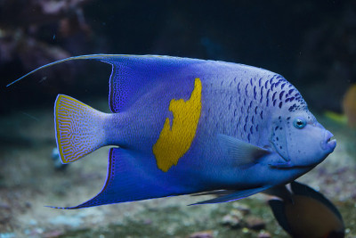 黄带神仙鱼(Pomacanthus maculosus)