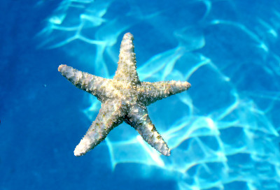 海星在清澈的水