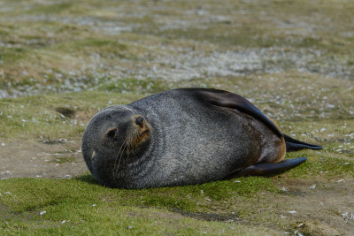 海狗
