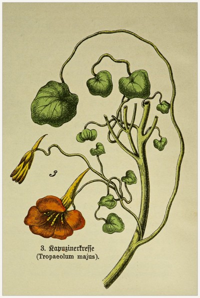 剪自维多利亚风格的植物版画书。1880 - 1889年,德国慕尼黑。
