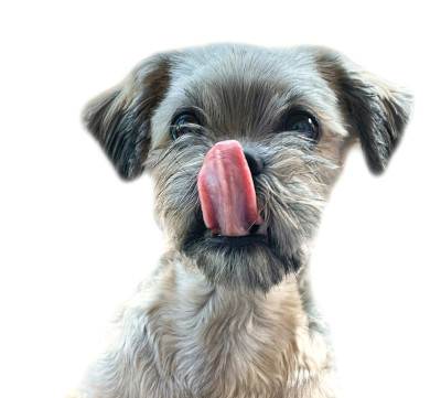 西施犬在乞求食物