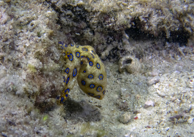 大蓝环章鱼(Hapalochlaena lunulata)