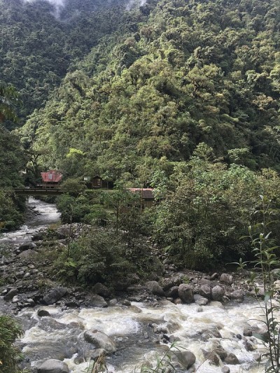 秘鲁马努国家公园景观，室外自然背景为雨林、树木、植物、树叶。绿色自然野生热带景观