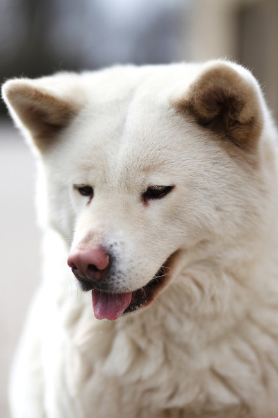 一只年轻的日本秋田犬的头部特写